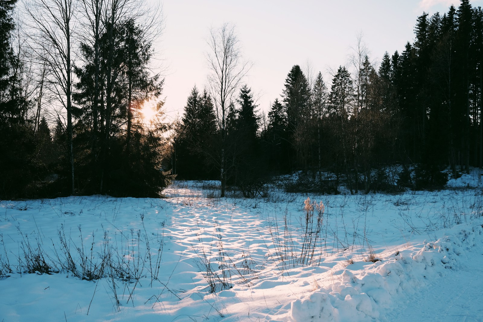 Snowy trail leads toward a forest.
